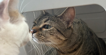 agathe pet sitter à PULNOY 54425_3