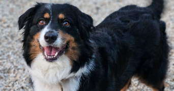 marlene pet sitter à AUNEAU BLEURY ST SYMPHORIEN 28700_86