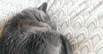mareva pet sitter à CLAMART 92140_1