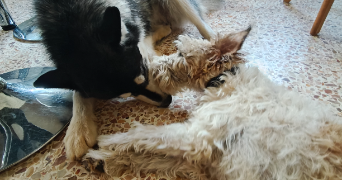 pauline pet sitter à ST MAXIMIN LA STE BAUME 83470_5