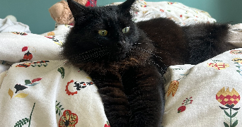 lorine pet sitter à DIJON 21000_3