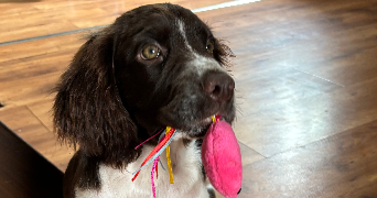 amélie pet sitter à BOURGES 18000_2