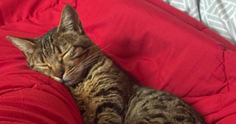 clara pet sitter à SANNOIS 95110_1