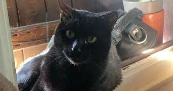 marine pet sitter à Saint jean de moirans 38430