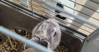 candice pet sitter à FERRIERES EN BRIE 77164_4