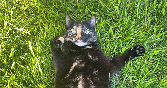 carla pet sitter à LE BIGNON 44140_4