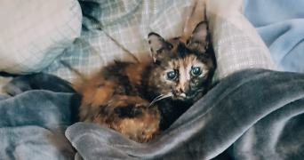 giulia pet sitter à IVRY SUR SEINE 94200_1