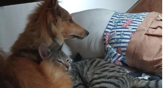 natacha pet sitter à LE LOROUX BOTTEREAU 44430_4
