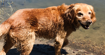 emilie pet sitter à CHALONNES SUR LOIRE 49290_4