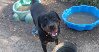 angela pet sitter à STRASBOURG 67200_5