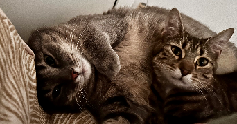 mathilde pet sitter à TRILPORT 77470_4