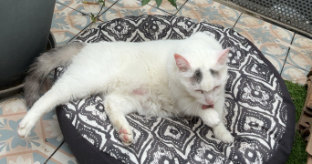 louise pet sitter à LUNEL VIEL 34400_1