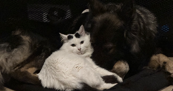 susie pet sitter à PAVILLY 76570_3