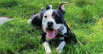caroline pet sitter à ST MAUR DES FOSSES 94100_5