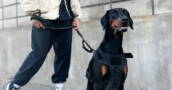 elina pet sitter à Toulouse  31500_8