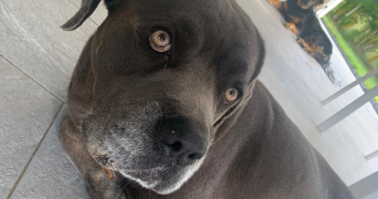 cyanne pet sitter à LYON 01 69001_2