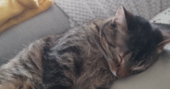 nadine pet sitter à PLANCOET 22130_1