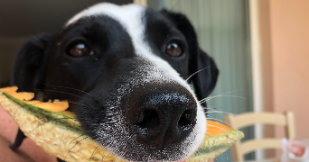 kevin pet sitter à NANTERRE 92000_3