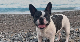 sophie pet sitter à NICE 06000_4
