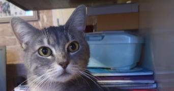 candy pet sitter à CHAMPIGNY 89340_5