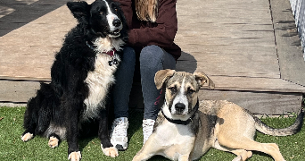 elodie pet sitter à FLASSANS SUR ISSOLE 83340_4