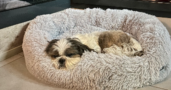 margaux pet sitter à LYON 02 69002_2