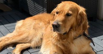 maxime pet sitter à GENNEVILLIERS 92230_0