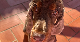lorine pet sitter à DIJON 21000_1