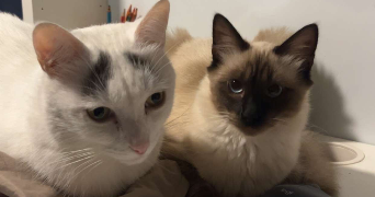 louise pet sitter à LUNEL VIEL 34400_3