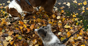 mélanie pet sitter à CLERMONT FERRAND 63000_2