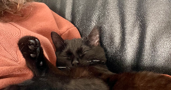 lilou pet sitter à LINSELLES 59126_3