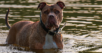 suzane pet sitter à CHEVILLY LARUE 94550_1