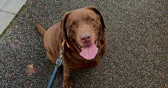 olivia pet sitter à BESANCON 25000_2