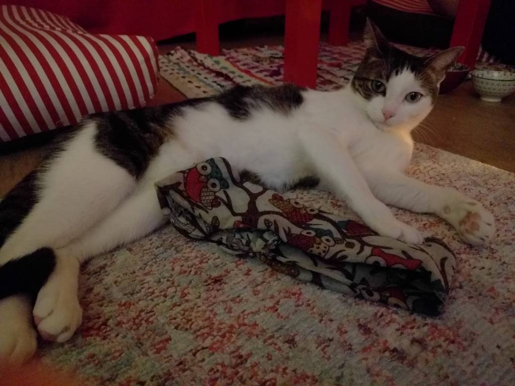 Audrey cat sitter à Rueil-Malmaison 92500_6