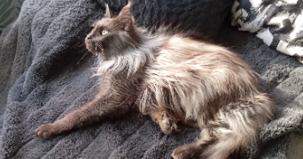 aurelie pet sitter à Cagnes-sur-Mer 06800_10