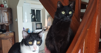 marlène pet sitter à ILLE-SUR-TÊT 66130_4
