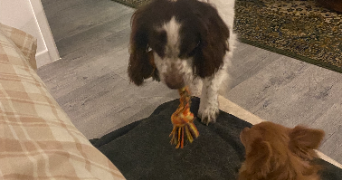 adèle pet sitter à METZ 57000_2