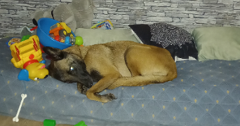 laetitia pet sitter à VILLERS LES NANCY 54600_1