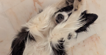 manon pet sitter à MONTPELLIER 34090_3