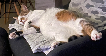 clémence pet sitter à Bossancourt 10140_1