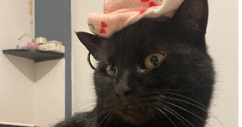 elisa pet sitter à POITIERS 86000_0