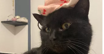 elisa pet sitter à POITIERS 86000