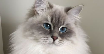 maelys pet sitter à GENILAC 42800_0
