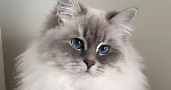 maelys pet sitter à GENILAC 42800