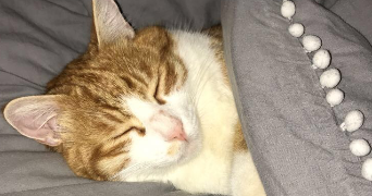 emilie pet sitter à Saint Raphaël 83700_1