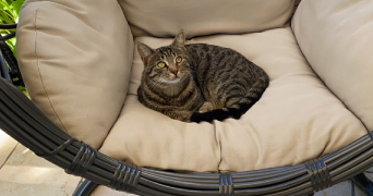 duane pet sitter à LE PLESSIS BOUCHARD 95130_3