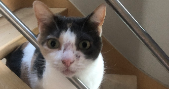 ambre pet sitter à MALAKOFF 92240_8
