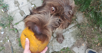 rachel pet sitter à MONTPELLIER 34000_7