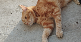 eléonore pet sitter à ARGENTAN 61200_2