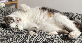 margot pet sitter à ANGERS 49100_2